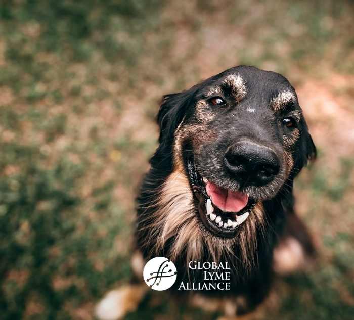 Lyme Disease & Dogs Symptoms, Testing, Treatment and More